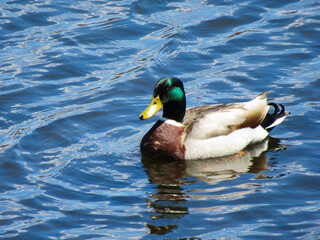duck on the water