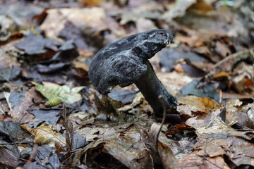 mushrooms in the forest