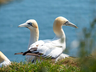 Pair of northern gannets on a clifftop