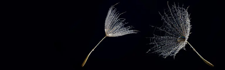  flower fluff , dandelion seed with dew dops - beautiful macro photography with abstract bokeh background © Vera Kuttelvaserova