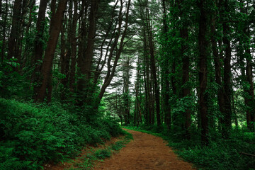 Obraz premium path in the woods