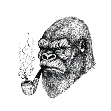 Vector hand drawn serious gorilla with pipe in his mouth. Ink engraved style