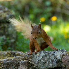 Rae species of British red Squirrel