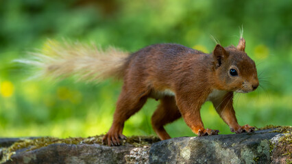 Naklejka na ściany i meble Rae species of British red Squirrel