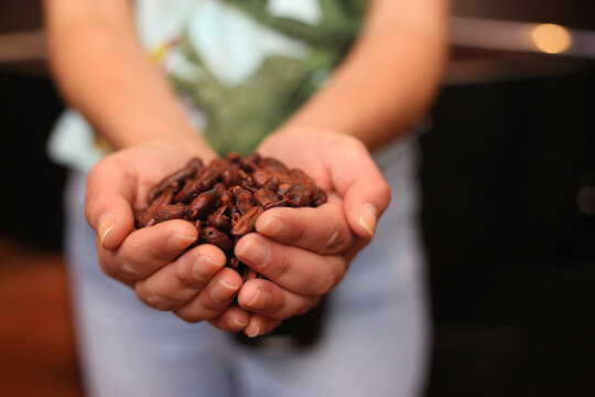Mãos femininas cuidadosamente segurando castanhas de cacau torradas, prontas para serem transformadas em delicioso chocolate artesanal.
