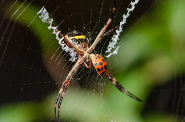 Silver spider, a beautiful silver spider enjoying its dinner, a ladybug, selective focus.