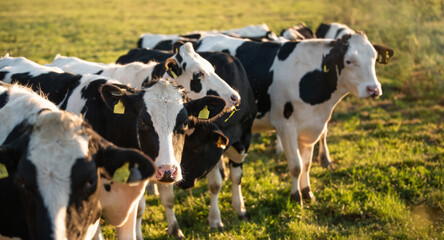 Herd of black and white cows in the pasture
