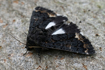 Closeup on the rarely encountered white underwing or alchymist, Catephia alchymista