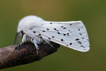 Closeup on the black spotted white ermine, moth, Spilosoma lubricipeda