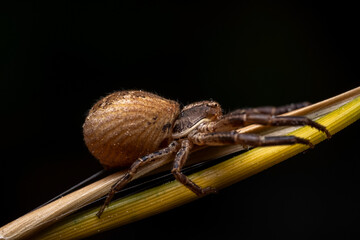 Crab Spider Xysticus ulmi, Close-up of a female crab spider (Xysticus ulmi) in a threatening position. The venomous spider is not dangerous to humans, a hunter spider.