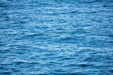 Puffin on Easter Egg Rock off coast of Maine swimming.