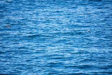 Puffin on Easter Egg Rock off coast of Maine swimming.