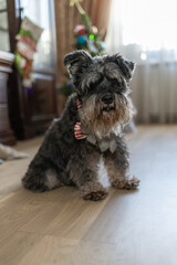 A miniature schnauzer black and silver sits in a room on the floor near the Christmas tree