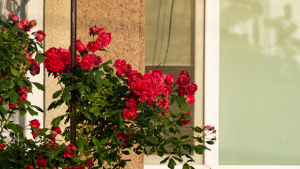Rose close-up. Rose bush. Pink rose in the sun