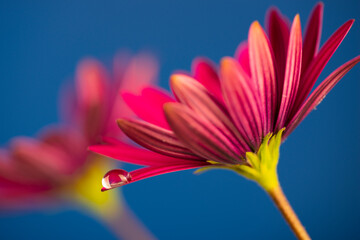 flower with dew dop - beautiful macro photography with abstract bokeh background © Vera Kuttelvaserova