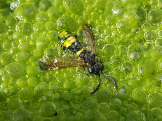 Dead Hornet in green algae water, Macro green Algae growth in a still water pond. Algae and cyanobacteria are simple, plant-like organisms that live in water. 