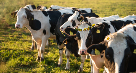 a herd of white and black cows, decorated with wreaths of daisies, grazes in a meadow