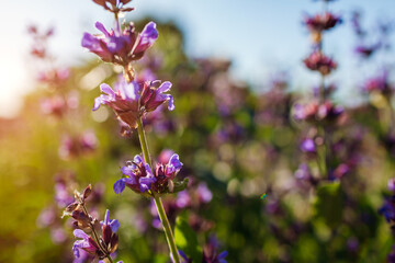 Obraz premium Purple salvia officinalis flowers blooming in summer garden. Common sage. Medical aromatic plant