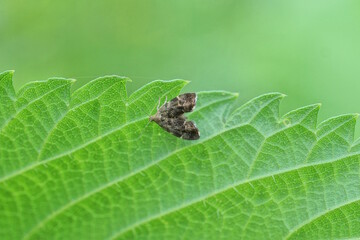 one small gray moth sits on a green leaf plant outdoors in nature
