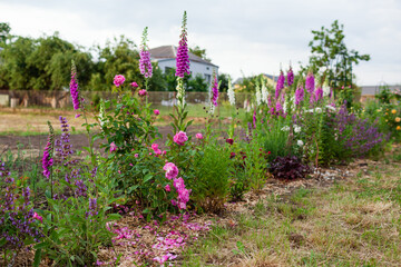 Rose border. Flowers blooming in summer garden at sunset. Foxgloves, salvia and lavender. Mary rose