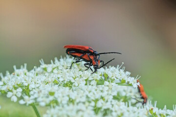 two small red beetles mate on white flowers in a summer park in nature