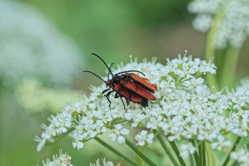 three small red beetles mate on white flowers in a summer park in nature