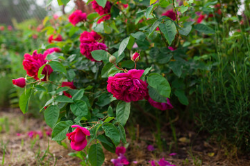 Close up of crimson William Shakespeare rose blooming in garden by lavender. Cupped magenta bloom. Cluster of flowers