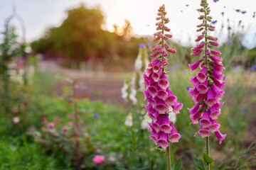 Close up of bright pink foxglove flowers blooming in summer garden at sunset. Digitalis in blossom. Floral background - obrazy, fototapety, plakaty