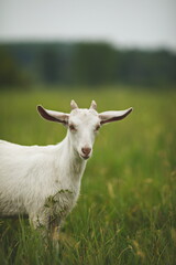 Naklejka na ściany i meble Saanan dairy goats on a small farm in Ontario, Canada.