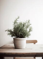 Fototapeta premium Rosemary in a pot, minimalistic style.