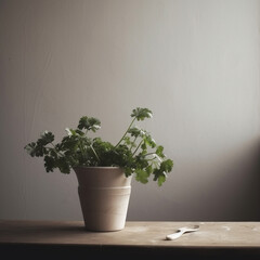 Parsley in a pot, minimalistic style.