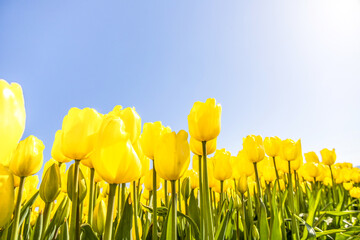 Fields of colorful yellow tulips