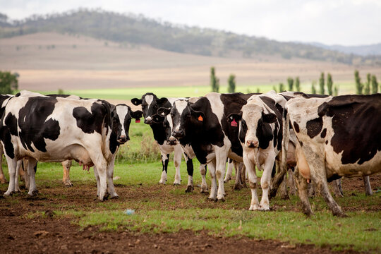 Australian Cattle 