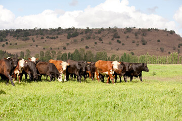 Australian Cattle 