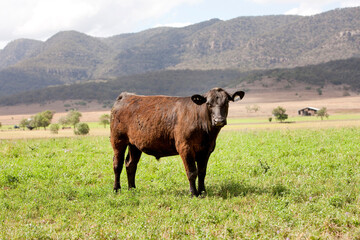 Australian Cattle 