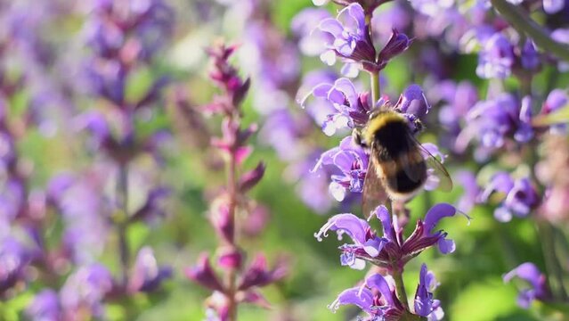 A bumblebee insect collects pollen from purple sage flowers. The insect pollinates the plant close-up.