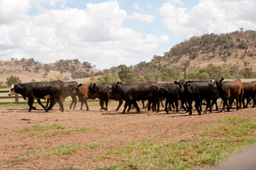 Australian Cattle 