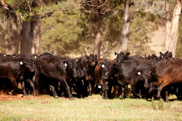 Australian Cattle 