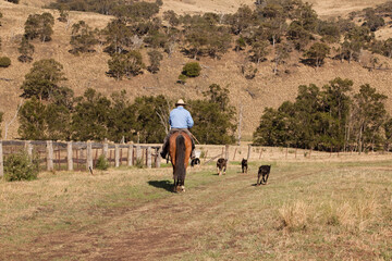 Australian Cattle 