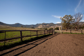 Fototapeta premium Australian Cattle 