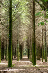 Vertical shot of a forest in northern Spain
