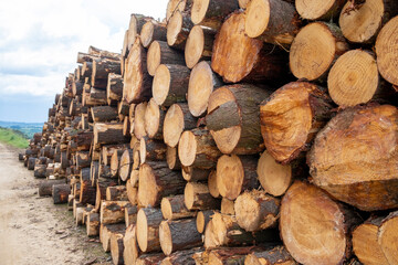 A pile of logs, logging industry. Wide banners or panoramic wooden chests.