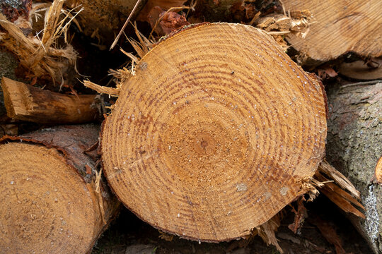 close-up freshly cut wood texture