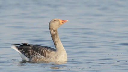 Naklejka na ściany i meble Greylag goose bird in water in spring Anser anser