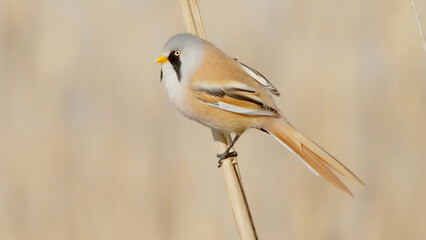 Bearded reedling bird close up of adult male in reed Panurus biarmicus