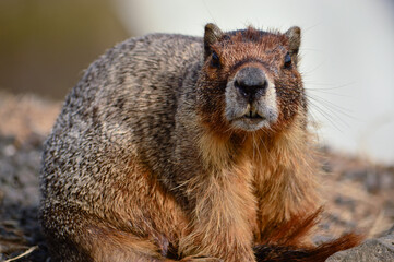 Marmot Close Up