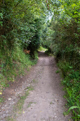 Forest trail scene. Forest path on the Camino de Santiago