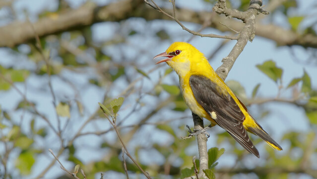 Golden oriole bird on a tree singing adult male, bright yellow bird Oriolus oriolus