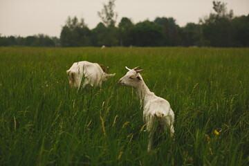 Saanan dairy goats on a small farm in Ontario, Canada.
