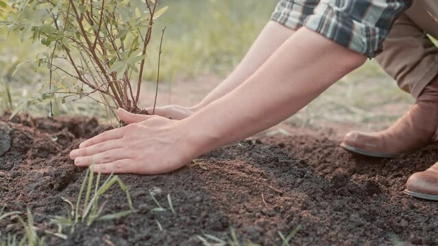 Hardworking gardener planting tree in farmland. Busy worker raking up ground with his hands while planting plant in garden. Improving environment with growing bush. Farming concept.